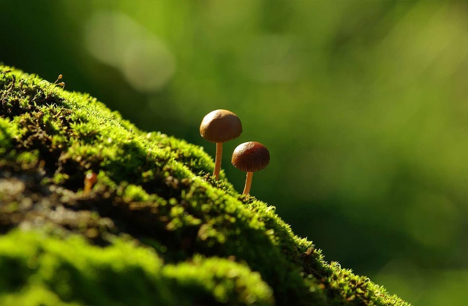 Meadow Mushrooms: A small mushroom footprint.