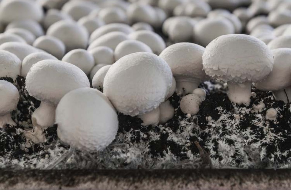 Meadow Mushrooms: Quality Assurance