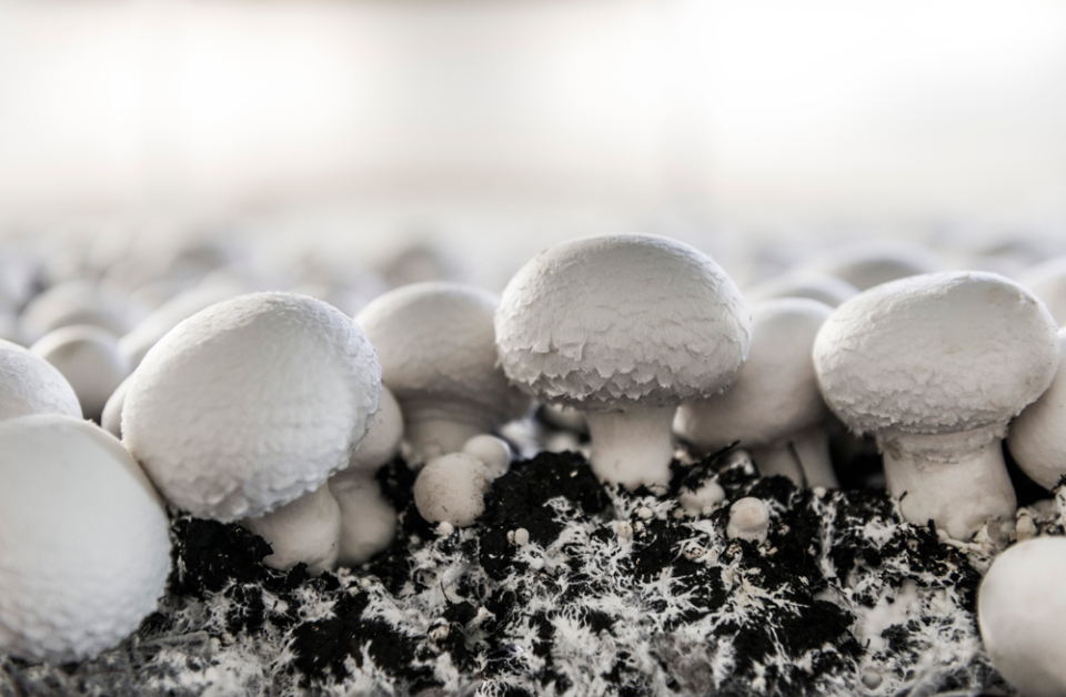 Meadow Mushrooms: Waste Minimisation